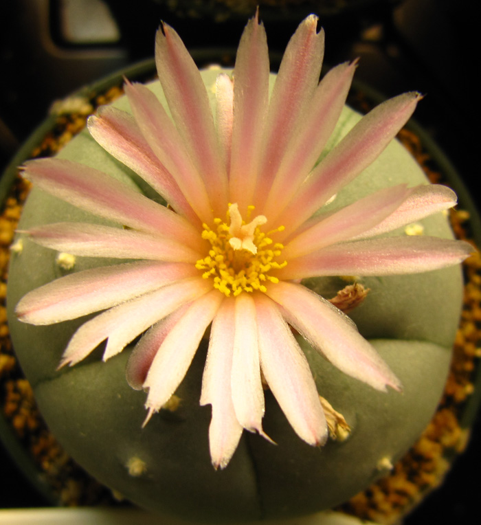 Lophophora Williamsii var. Huizachi flower